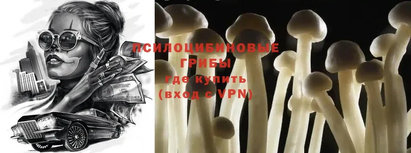 Псилоцибиновые грибы Psilocybe  Орехово-Зуево 